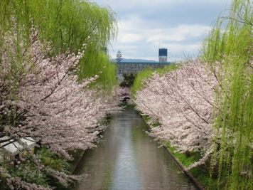 付近の景色：４月の中書島 - MH Houses 京都玉華苑のその他の写真