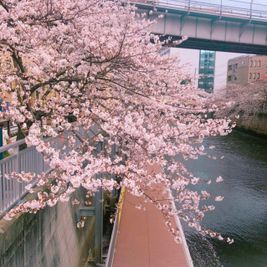 お部屋から見える目黒川の桜並木🌸🌸🌸 - Lv5目黒川の室内の写真