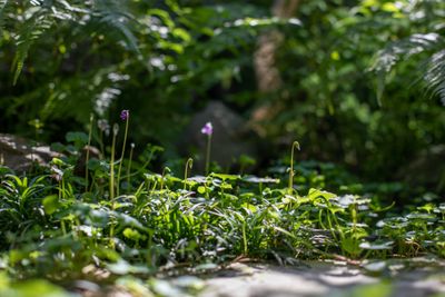 庭 - 日暮荘 町家の個室で- 撮影プランの室内の写真