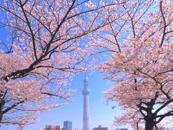 公園では桜が綺麗です。 - feel Asakusa STAY 501レンタルルームのその他の写真