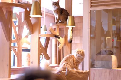 猫カフェMOCHA池袋西口店 🐾貸切プラン🐾の室内の写真