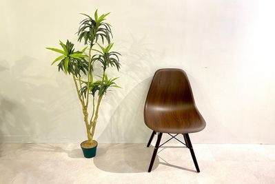 人工観葉植物③ - 渋谷セレクトスペース 渋谷セレクトスペース（控え室最大４部屋あり）の設備の写真