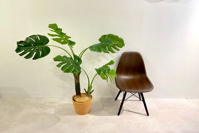 人工観葉植物① - 渋谷セレクトスペース 渋谷セレクトスペース（控え室最大４部屋あり）の設備の写真