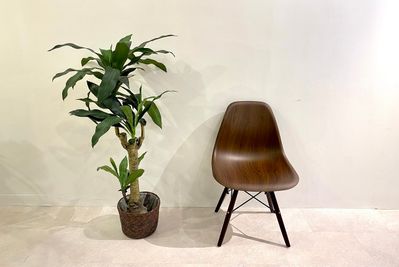 人工観葉植物② - 渋谷セレクトスペース 渋谷セレクトスペース（控え室最大４部屋あり）の設備の写真