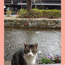 近所の猫ちゃんが覗きに来ました。 - ピボワンボーテ 2階個室の外観の写真