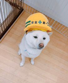 たまに犬が居ます。 - TsGYM 共用スペース完備ですぐに出なくてもいい！！の室内の写真