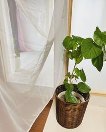 観葉植物で癒し空間 - レンタルサロンラベゼ １階エステルーム/名鉄岩倉駅/完全個室/整体リラクゼーションなどの設備の写真