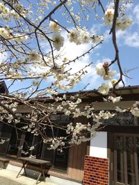 3月下旬～4月上旬はお庭に梅の花が咲き誇ります。 - 秋保コミンピングの室内の写真