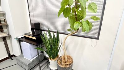 観葉植物には空気清浄や湿度を一定に保つ効果があるので、仕事しながらも快適に過ごすことができます。 - 心斎橋NIPPOビル 心斎橋徒歩4分！コワーキングオフィス＠NIPPOビルの室内の写真