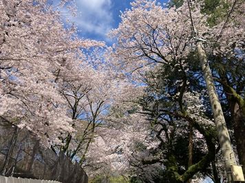 桜と紅葉の名所　高岡古城公園 - レンタルスペース本丸 多目的スペースのその他の写真