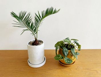 撮影、popup、ギャラリー、展示会などのレイアウトにご利用いただける植物です。 - U space / studio U studio-自然光◎なスペース-の設備の写真