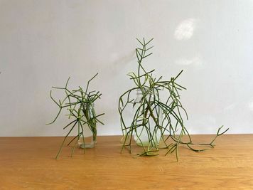 撮影、popup、ギャラリー、展示会などのレイアウトにご利用いただける植物です。 - U space / studio U studio-自然光◎なスペース-の設備の写真