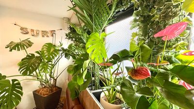 観葉植物がたくさん飾られており、都会のオアシスのよう。 - Pua Cafe Hawaii 駅チカのレンタルキッチン！広々ナチュラルなPua Cafeの室内の写真