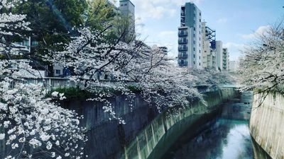 スペースの周辺に桜が見れる神田川があります！ - レンタルスペース&シェアサロン「ＢＴ高田馬場」 カラージェル無償提供！施術設備充実のネイル専用レンタルサロンのその他の写真