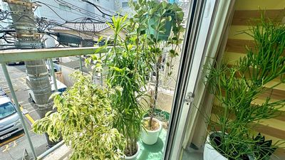 ベランダにある植物🪴 - レンタルスペース　『そのに』中目黒 ベッド4台、講座、勉強会、施術、何でもスペースのその他の写真