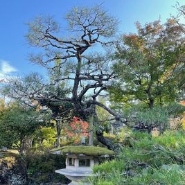 庭景色 - 滋賀県高島市・琵琶湖畔・日本庭園・木造建築 高野俱楽部 KOYA CLUBの室内の写真