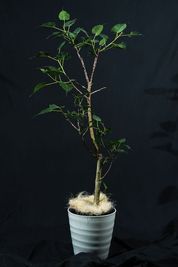 様々な植物を感じながら、撮影を楽しんでください！写真の植物は「インドボダイジュ」 - gridio -グリジオ-  堀江 撮影スタジオ レンタルスタジオの室内の写真