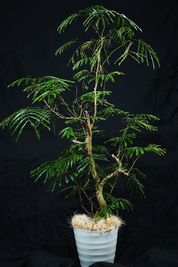 様々な植物を感じながら、撮影を楽しんでください！写真の植物は「エバーフレッシュ」 - gridio -グリジオ-  堀江 撮影スタジオ レンタルスタジオの室内の写真