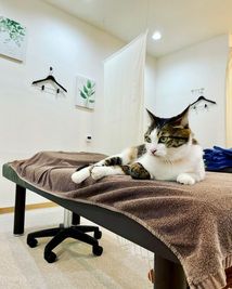 月曜日のみ猫店長が出勤しています
猫アレルギーのある方のご入店はご遠慮ください。 - ほぐし処 癒し日和 マッサージ店営業中のスペース（ベット）をレンタルの室内の写真