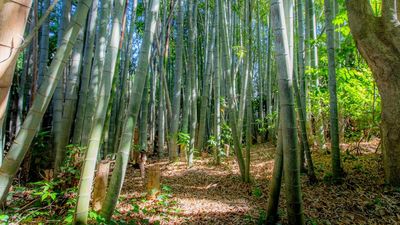 竹林エリアでは和装などのシチュエーションにぴったり - 映像ジャパン千葉スタジオ 屋外撮影スタジオの室内の写真