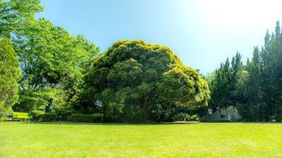 天然芝や竹林が魅力のスタジオです。 - 映像ジャパン千葉スタジオ