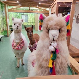 アルパカふれあいランド 🦙アルパカカフェ🦙完全貸切｜神楽坂｜飯田橋｜最大20名OK！の室内の写真