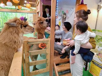 アルパカふれあいランド 🦙アルパカカフェ🦙完全貸切｜神楽坂｜飯田橋｜最大20名OK！の室内の写真