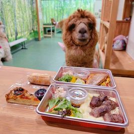 アルパカふれあいランド 🦙アルパカカフェ🦙完全貸切｜神楽坂｜飯田橋｜最大20名OK！の室内の写真