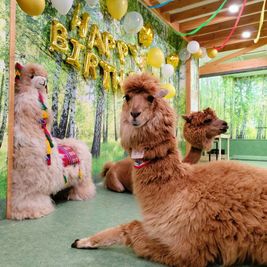 アルパカふれあいランド 🦙アルパカカフェ🦙完全貸切｜神楽坂｜飯田橋｜最大20名OK！の室内の写真