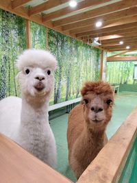 アルパカふれあいランド 🦙アルパカカフェ🦙完全貸切｜神楽坂｜飯田橋｜最大20名OK！の室内の写真