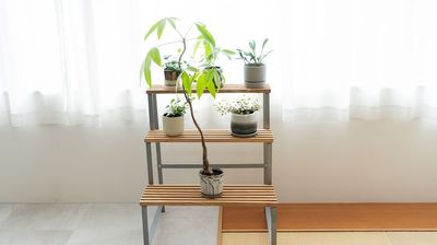 studio ideal 洋室と和室がひと続きの空間【スタジオF】の設備の写真