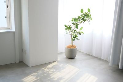 西の大きな窓と植物 - BLINK STUDIO ブリンクスタジオ　スチール撮影用スタジオの室内の写真